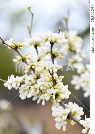 Shirahana Sou 76201246