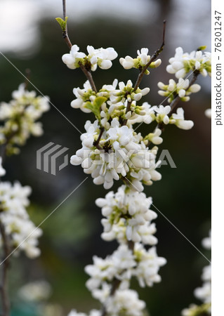 白花莊 76201247