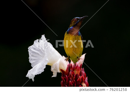 [Brown-throated Sunbird] Male Brown-throated Sunbird Black background 76201258