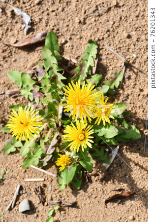Dandelion flowers Dandelion flowers 76201343