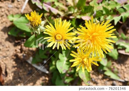 Dandelion flowers Dandelion flowers 76201346