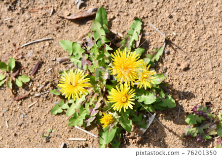 Dandelion flowers 76201350