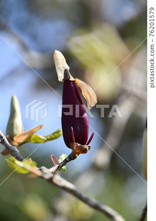 Shimokuren的萌芽 76201579