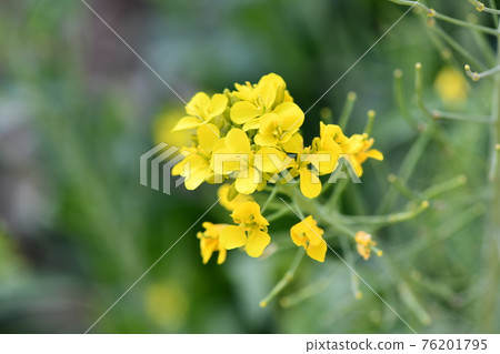 強姦開花 強姦開花 76201795