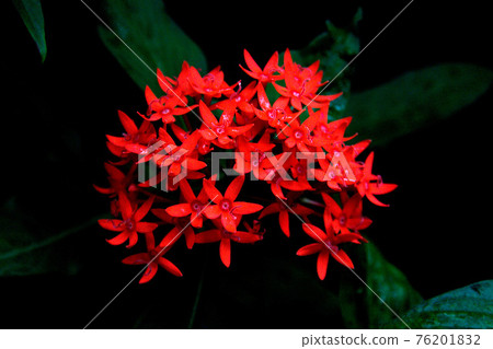 Cluster of Red Ixora Flowers 76201832