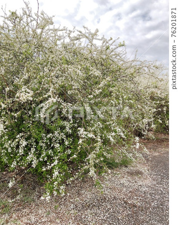 雪柳殖民地 雪柳殖民地 76201871