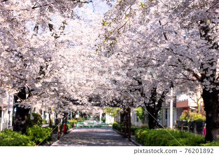 Sakura on the cherry blossom tree-lined promenade in Minamimachi Sakura on the cherry blossom tree-lined promenade in Minamimachi 76201892