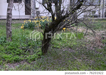 Scenery of countryside vacant lots Spring field plants Scenery of countryside vacant lots Spring field plants 76201922