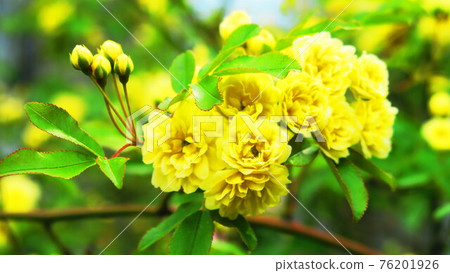 班克斯夫人的玫瑰花景觀 班克斯夫人的玫瑰花景觀 76201926