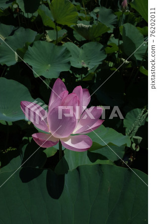 Lotus flower (light pink) 76202011