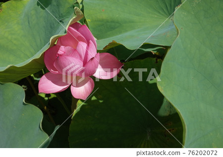 蓮花(淺粉色) 蓮花(淺粉色) 76202072