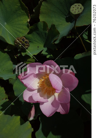 Lotus flower (light pink) 76202073