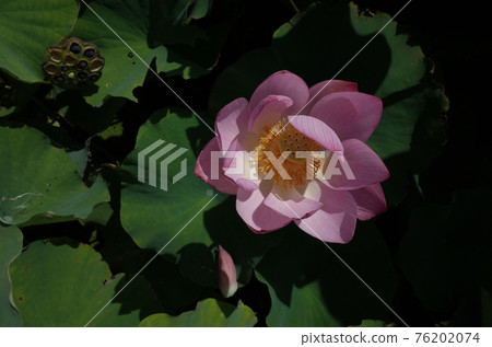 Lotus flower (light pink) Lotus flower (light pink) 76202074
