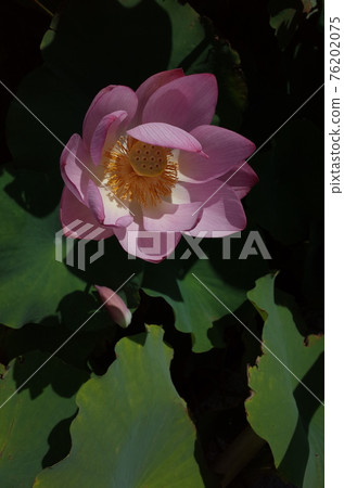 蓮花(淺粉色) 蓮花(淺粉色) 76202075