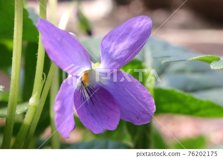 預示春天的紫色花朵 預示春天的紫色花朵 76202175