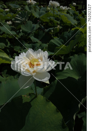 Lotus flower (white) 76202327