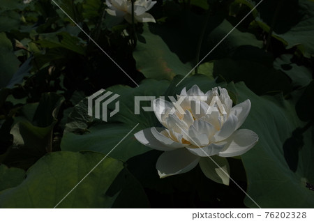 Lotus flower (white) 76202328