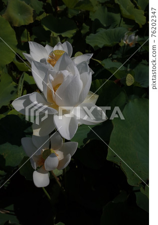 Lotus flower (white) 76202347