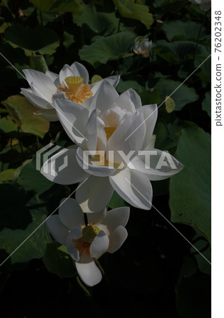 Lotus flower (white) Lotus flower (white) 76202348