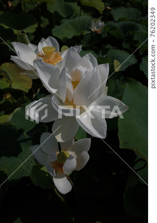 Lotus flower (white) 76202349