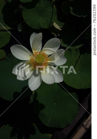 Lotus flower (white) 76202399