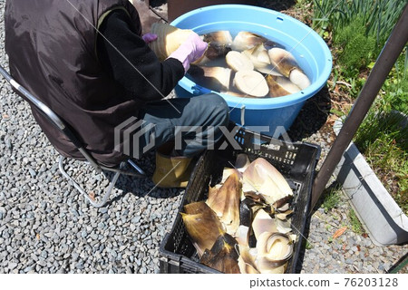 Preparation after harvesting bamboo shoots (peeling / hot water) Preparation after harvesting bamboo shoots (peeling / hot water) 76203128