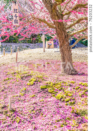 鈴鹿森林花園梅花 76203232