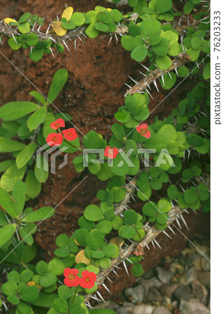 虎刺梅 虎刺梅 76203233