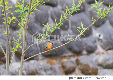 Kingfisher high quality close-up material Kingfisher high quality close-up material 76203509