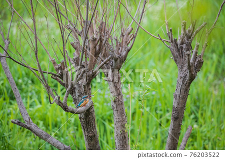 翠鳥高品質特寫素材 76203522