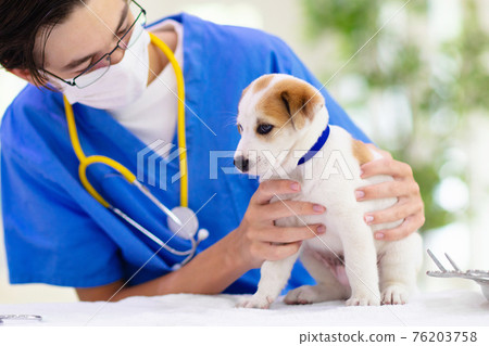 Vet examining dog. Puppy at veterinarian doctor. 76203758