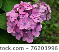  粉紅色的繡球花 76203996