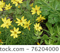 在盛開的黃色花 76204000