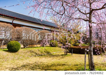 （長野）櫻花盛開 原山本中學木製校舍 影原學校 76204062
