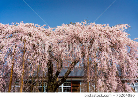(Nagano) Sakura bloomed former Yamamoto Junior High School wooden school building Kinehara School 76204080