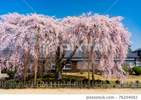 (Nagano) Sakura bloomed former Yamamoto Junior High School wooden school building Kinehara School (Nagano) Sakura bloomed former Yamamoto Junior High School wooden school building Kinehara School 76204082