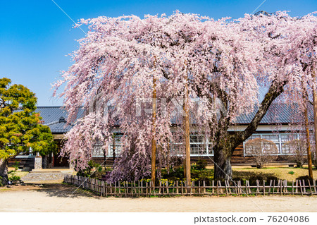 (長野)櫻花盛開 原山本中學木製校舍 影原學校 (長野)櫻花盛開 原山本中學木製校舍 影原學校 76204086