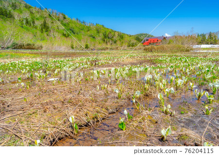 Former Tsugaike Hutte, skunk cabbage and blue sky in early summer [Nagano Prefecture] 76204115