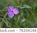 紫花 76204148