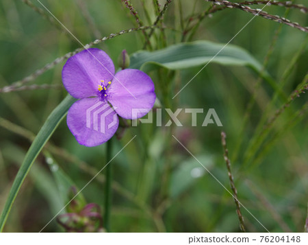 紫花 紫花 76204148