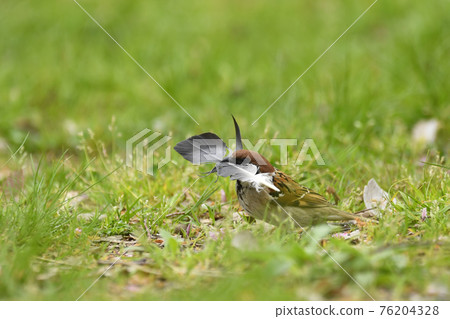 拿著巢材料的麻雀 76204328