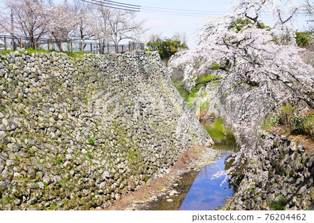 奈良大和郡山市郡山城本丸石牆和垂枝櫻花（內堀，春天） 76204462