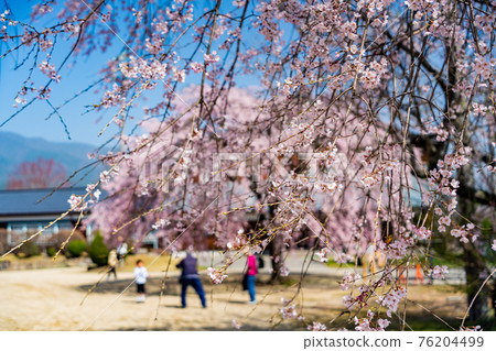 (Nagano) Former Yamamoto Junior High School wooden school building Grandfather and grandson taking a commemorative photo under the cherry tree (Nagano) Former Yamamoto Junior High School wooden school building Grandfather and grandson taking a commemorative photo under the cherry tree 76204499