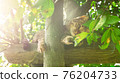 Regional cat 76204733