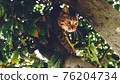 Regional cat 76204734