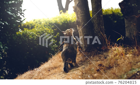 Regional cat Regional cat 76204815
