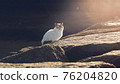 Regional cat 76204820