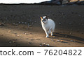 Regional cat 76204822