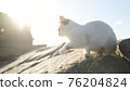 Regional cat 76204824