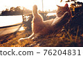 Regional cat 76204831